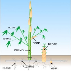 Partes del bambú.jpg
