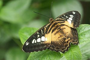 Parthenos sylvia philippensis.jpg